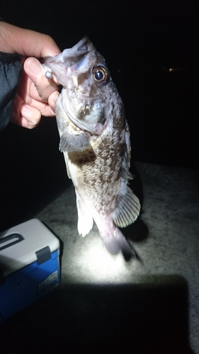 クロソイの釣果