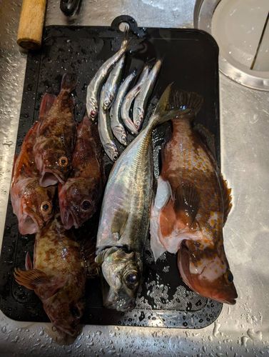 キジハタの釣果