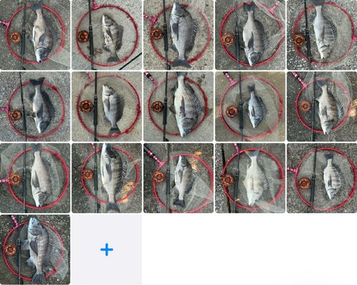 チヌの釣果