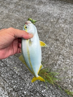 ワカシの釣果