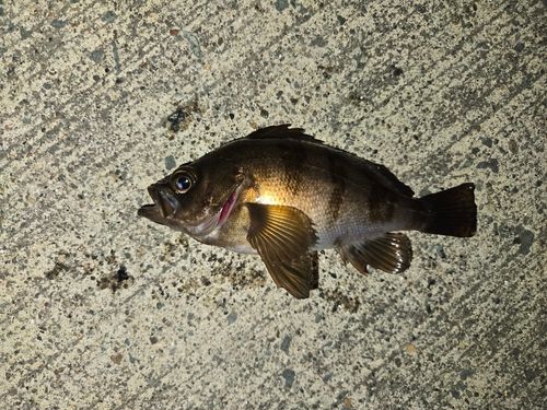 メバルの釣果