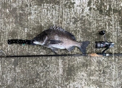 クロダイの釣果