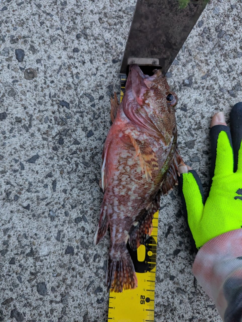 カサゴの釣果写真