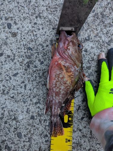 カサゴの釣果
