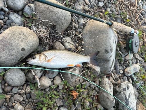 ウグイの釣果