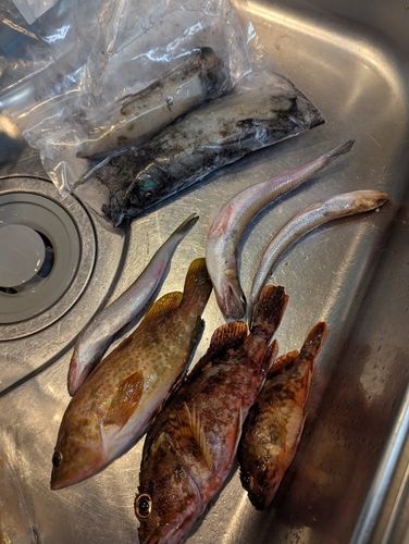 カサゴの釣果
