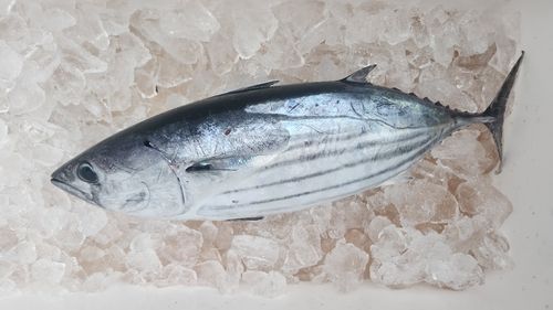 カツオの釣果