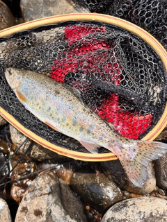 ニジマスの釣果