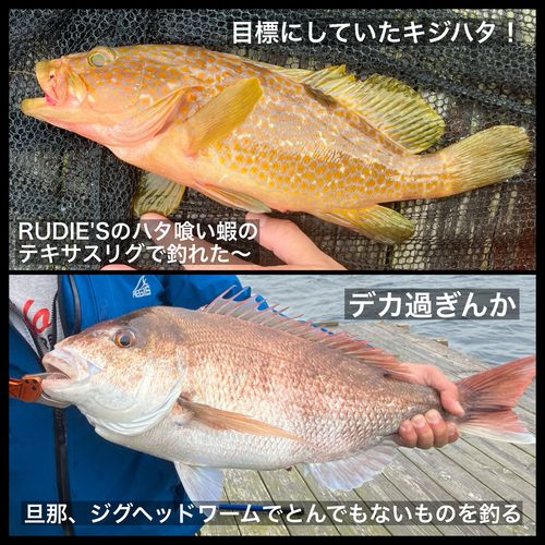 キジハタの釣果