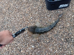 マゴチの釣果