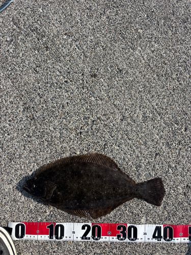 ヒラメの釣果