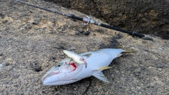 ガンドの釣果