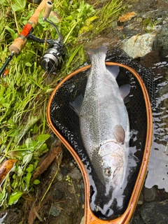 ニジマスの釣果