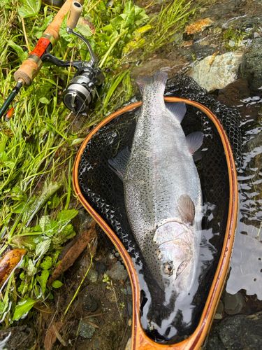 ニジマスの釣果