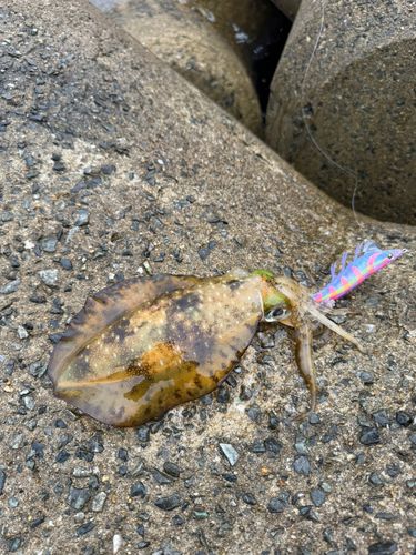 アオリイカの釣果