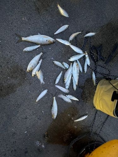 イワシの釣果