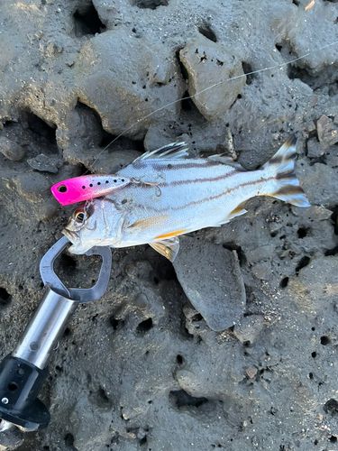 コトヒキの釣果