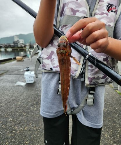 トラギスの釣果
