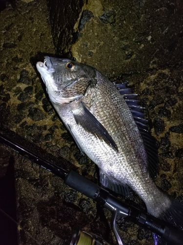 チヌの釣果
