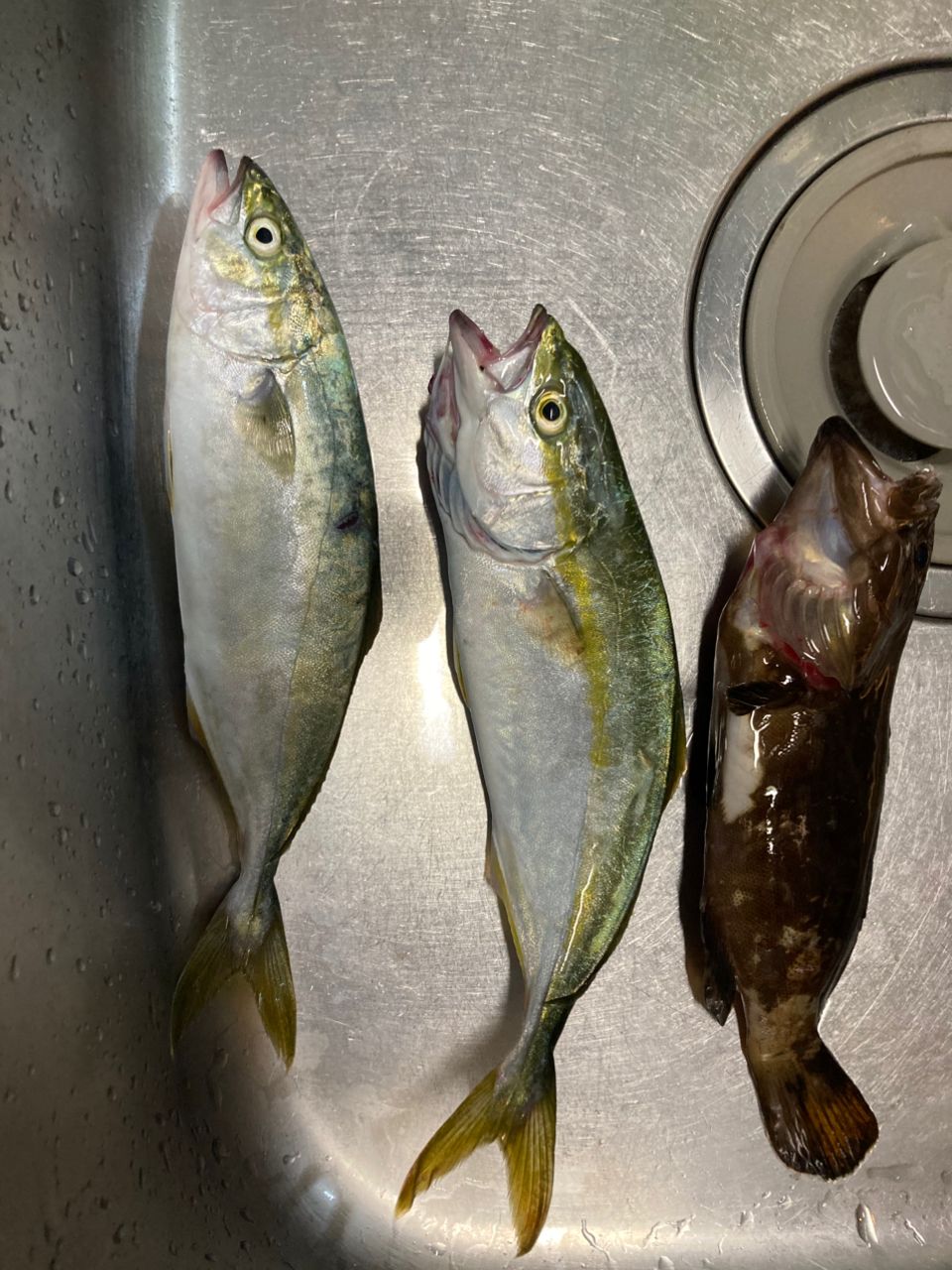 クエの釣果写真