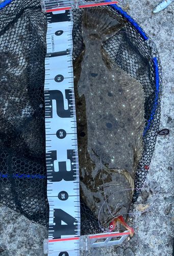 ソゲの釣果