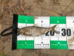 コノシロの釣果