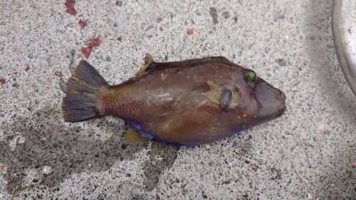 キタマクラの釣果