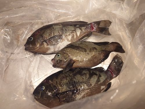 クチブトグレの釣果