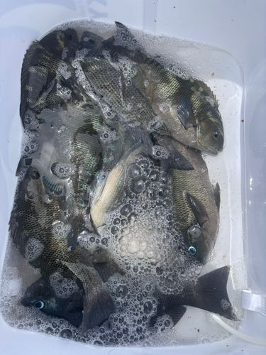 メジナの釣果
