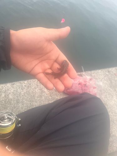 ハゼの釣果