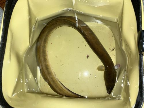 ニホンウナギの釣果