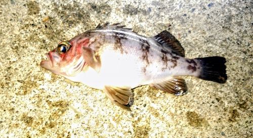 メバルの釣果