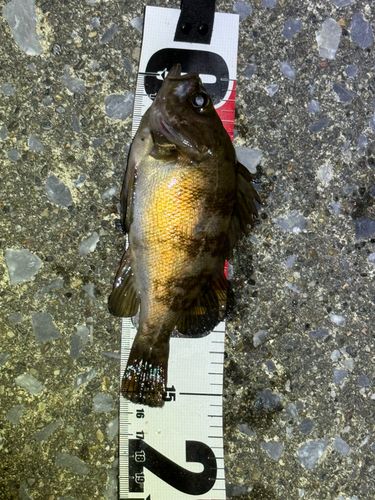 メバルの釣果