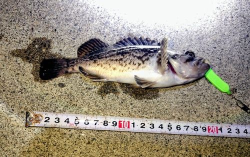 クロソイの釣果