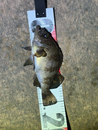 メバルの釣果
