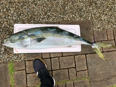 ブリの釣果