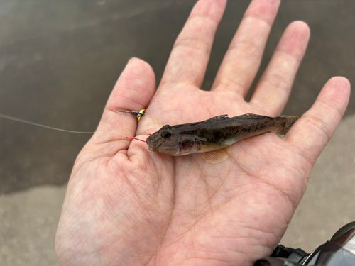 ハゼの釣果