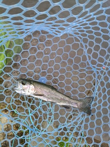 ニジマスの釣果