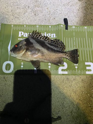 コショウダイの釣果