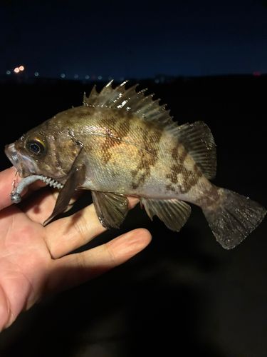メバルの釣果