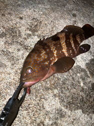 アコウの釣果