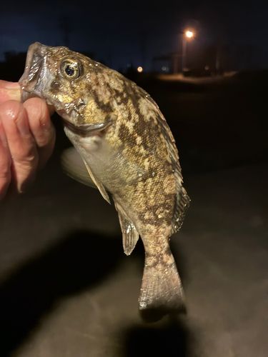 クロソイの釣果