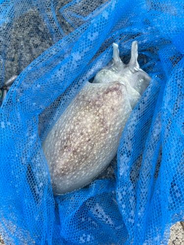 シリヤケイカの釣果
