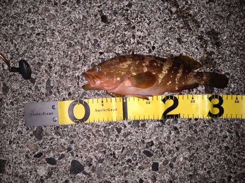 キジハタの釣果