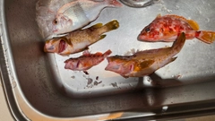 キジハタの釣果