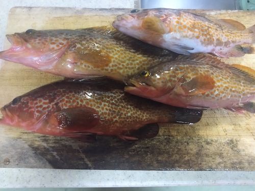 キジハタの釣果