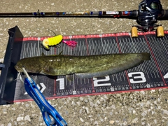 ナマズの釣果