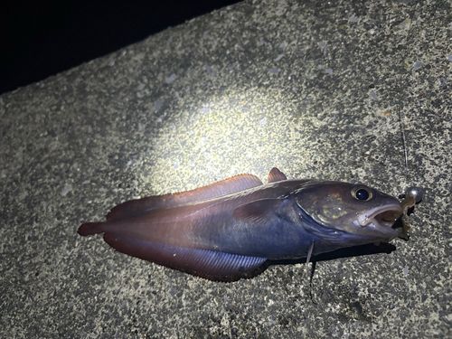 ドンコの釣果