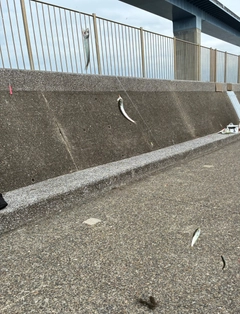 サッパの釣果