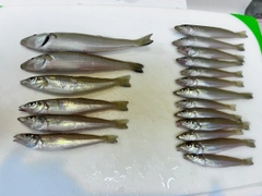 キスの釣果